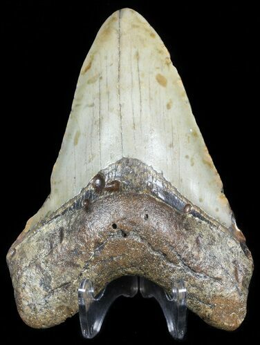 Bargain Megalodon Tooth - North Carolina #45621